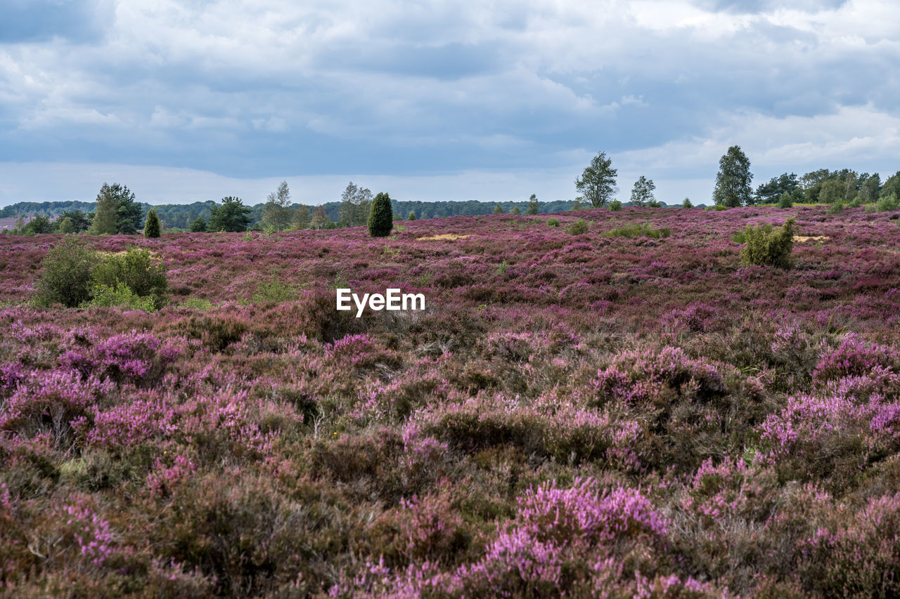 Purple flowering plants on field against sky