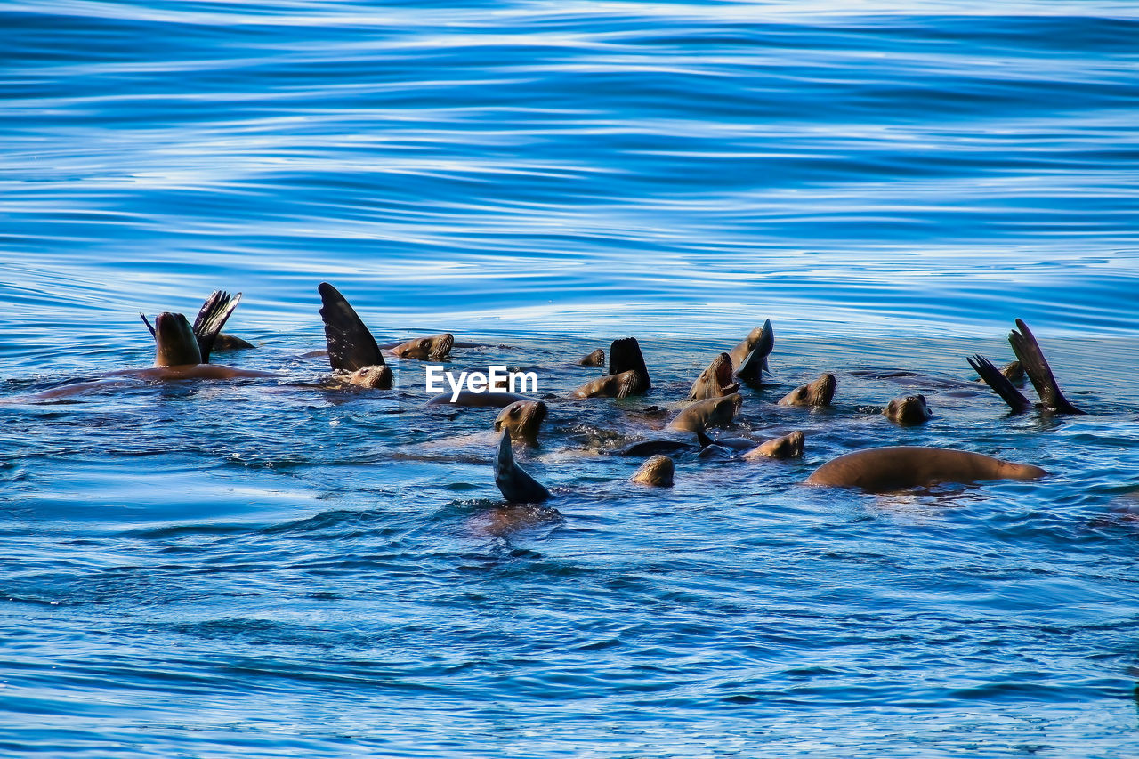 GROUP OF BIRDS SWIMMING IN SEA