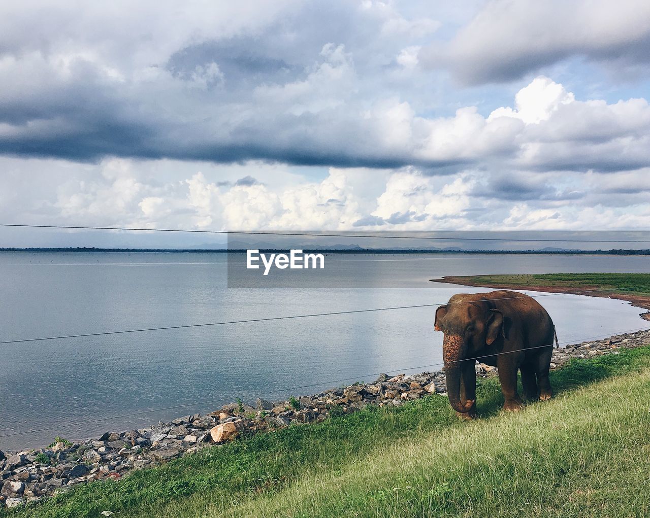 HORSES GRAZING ON FIELD BY SEA AGAINST SKY