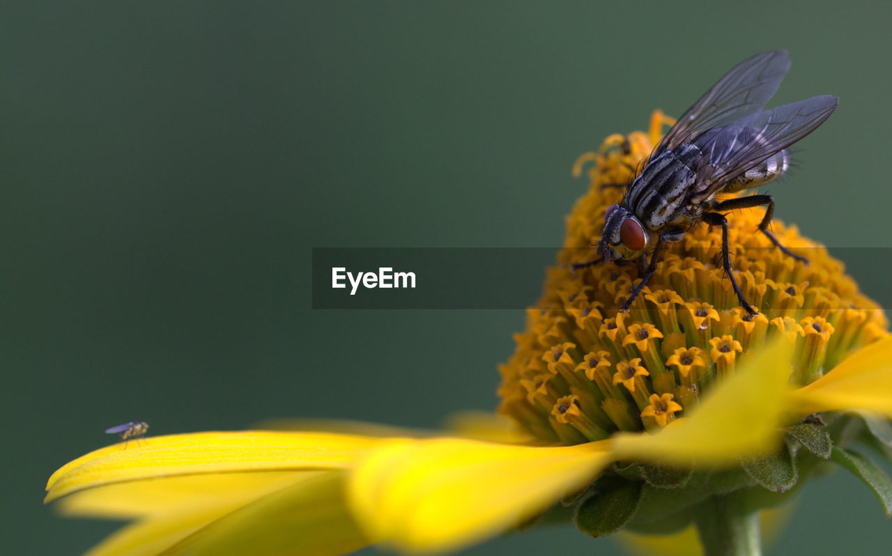 Close-up of two flies on yellow flower watching eachother 