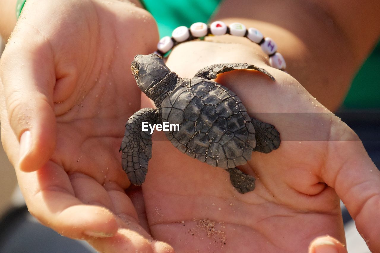 Cropped image of woman holding sea turtle