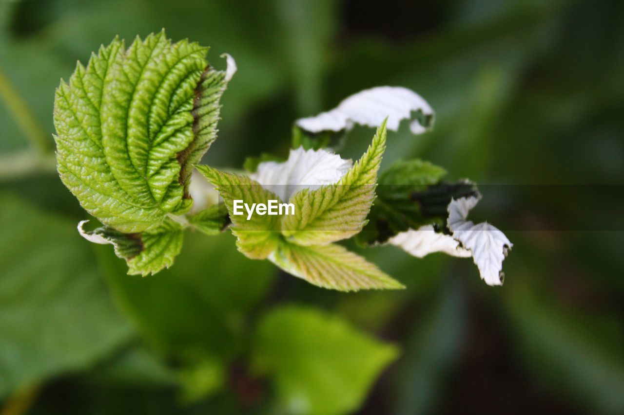 Close-up of white flower