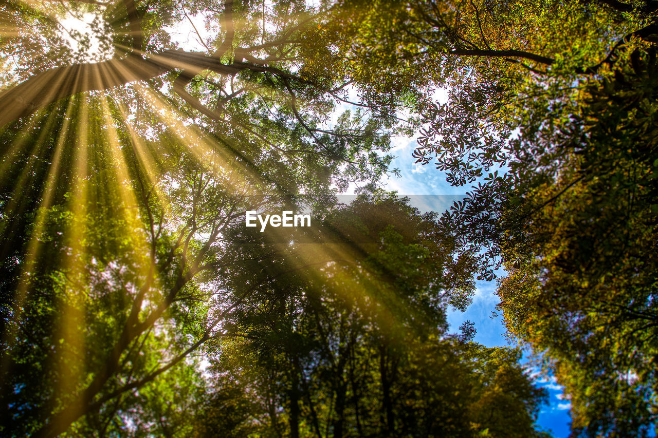 LOW ANGLE VIEW OF TREES AGAINST SKY