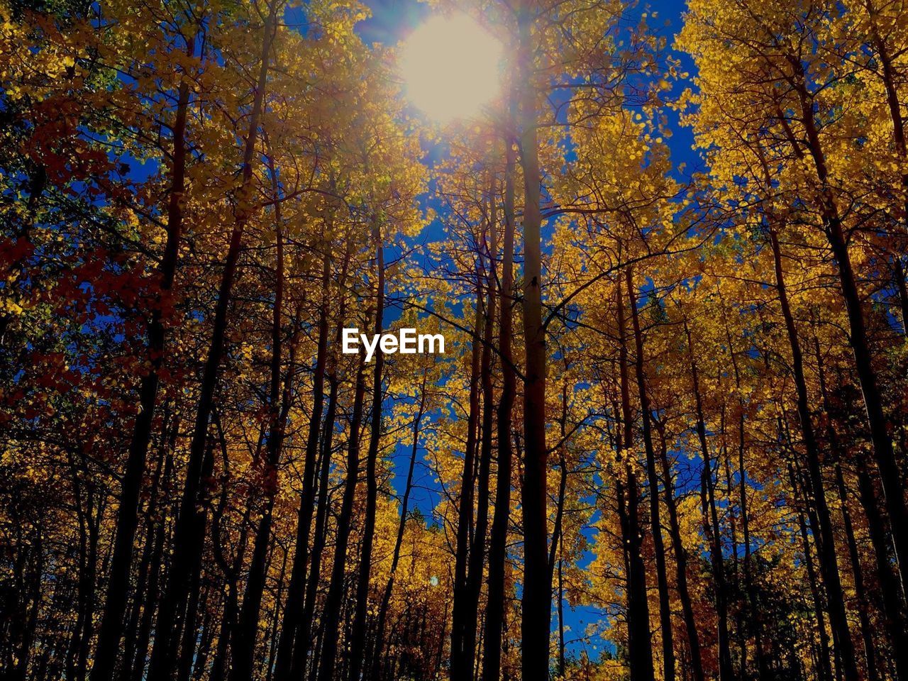 Low angle view of trees growing in forest