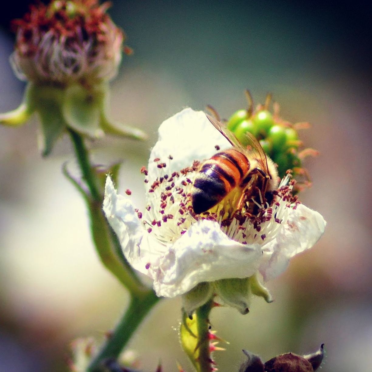 Honey bee pollinating flower