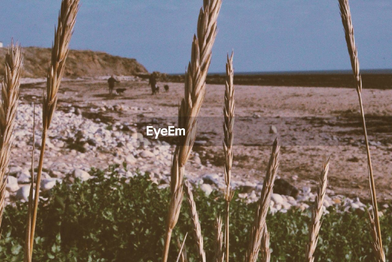 Dry grass on beach against clear sky