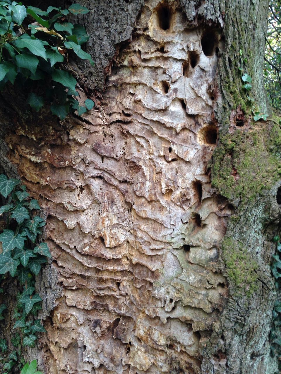 MOSS ON TREE TRUNK