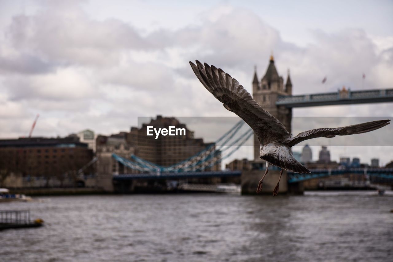 Bird flying against tower bridge over thames river in city