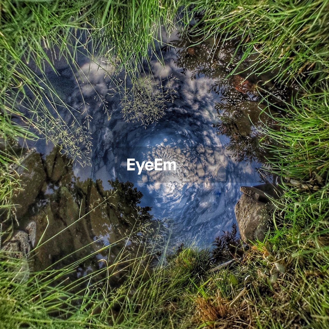 High angle view of grass in water