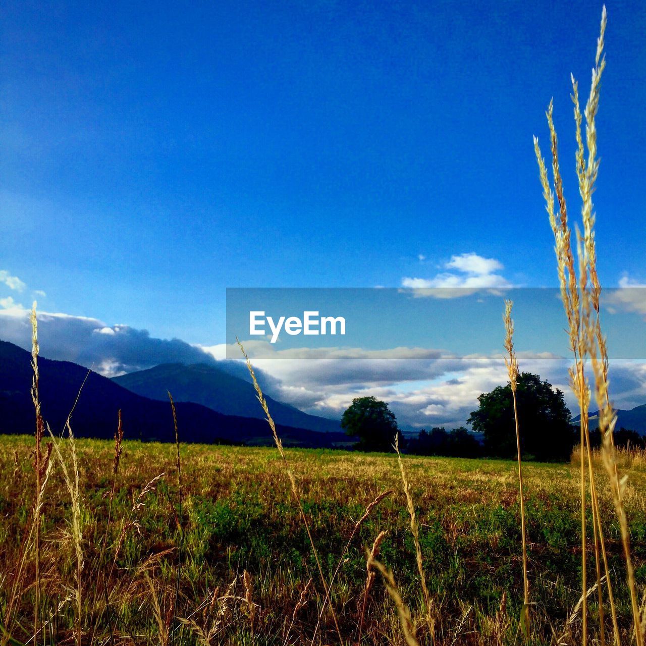 FIELD AGAINST BLUE SKY