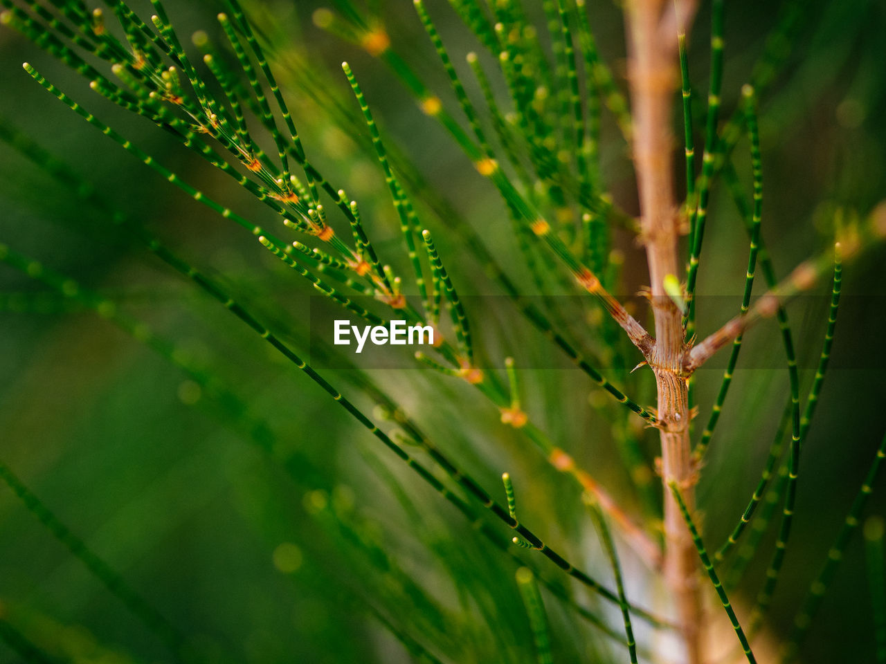 Close-up of water drops on plant