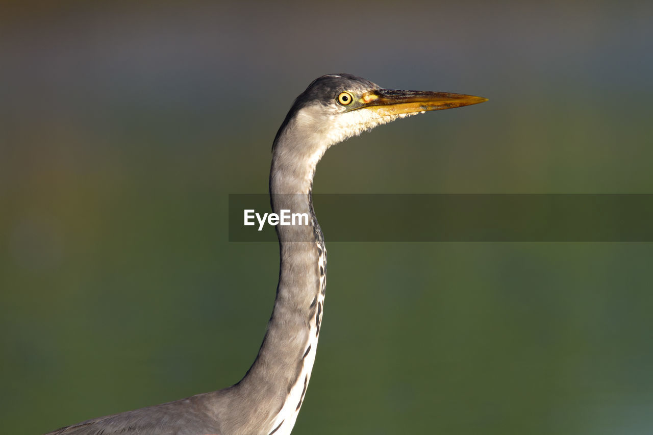 CLOSE-UP OF BIRD