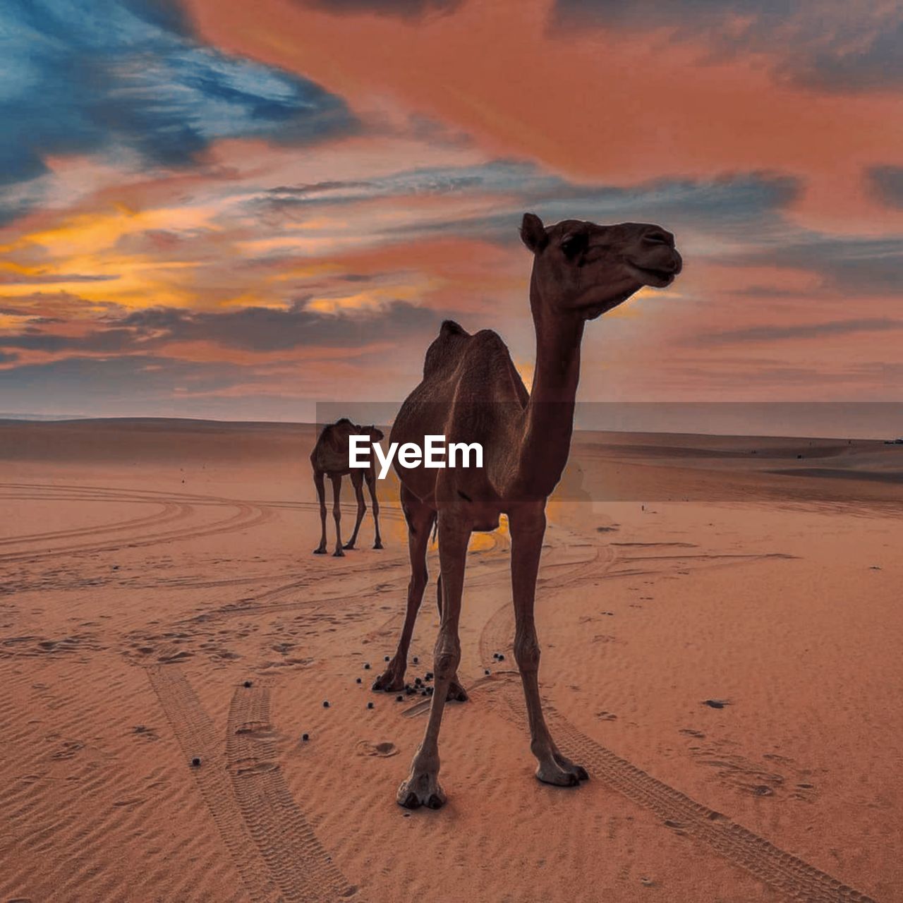 Camels standing at beach against sky during sunset