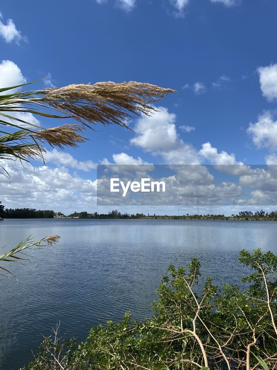 PLANTS GROWING BY LAKE AGAINST SKY