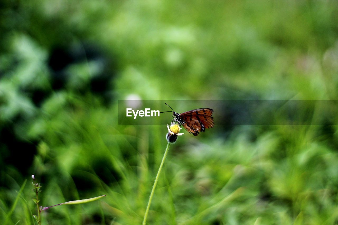 CLOSE-UP OF BUTTERFLY PERCHING ON LEAF