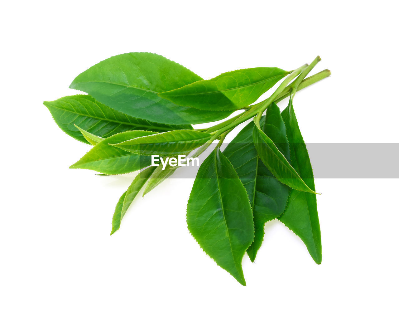CLOSE-UP OF GREEN LEAVES ON WHITE BACKGROUND