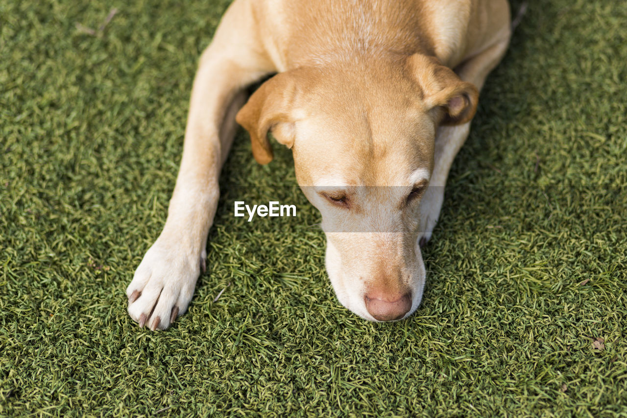 HIGH ANGLE VIEW OF DOG LYING ON GRASSY FIELD