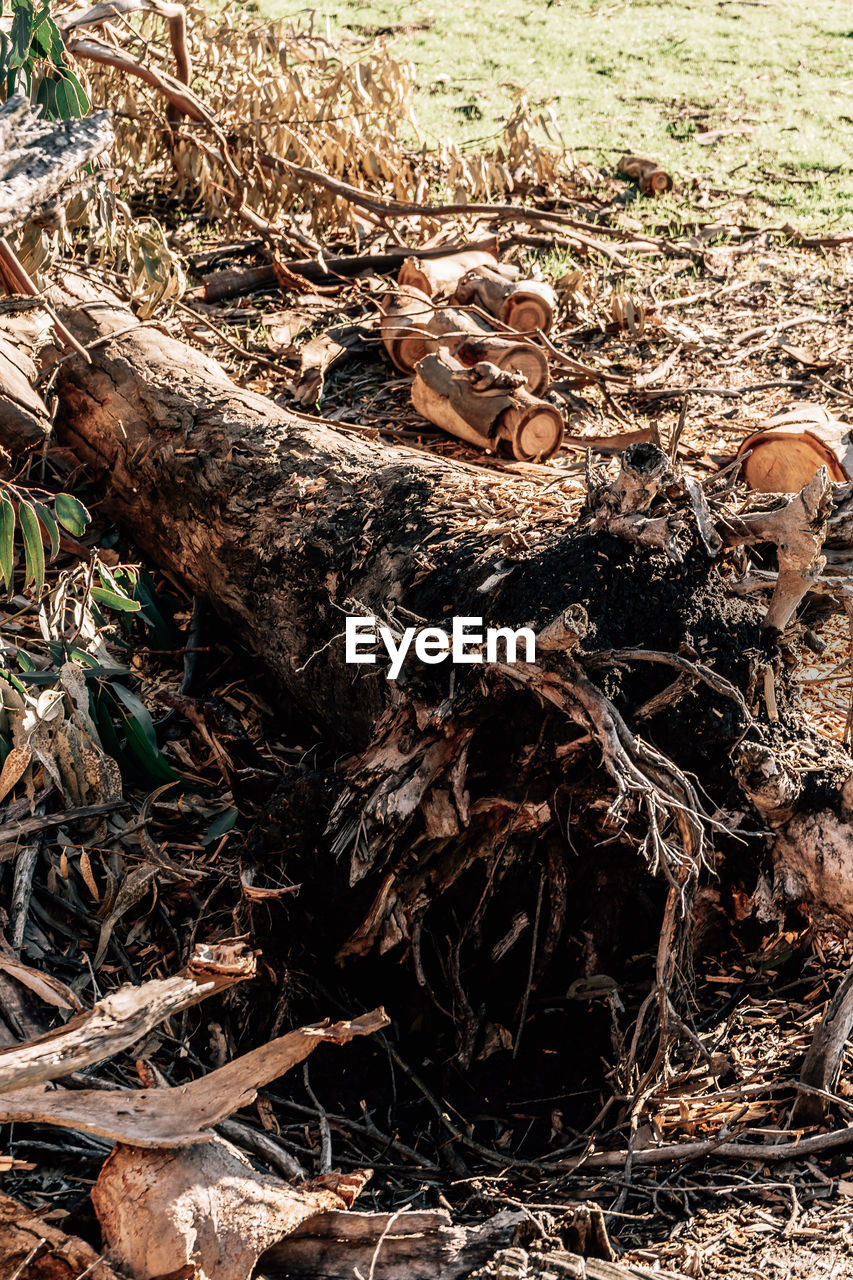 High angle view of tree trunks in field
