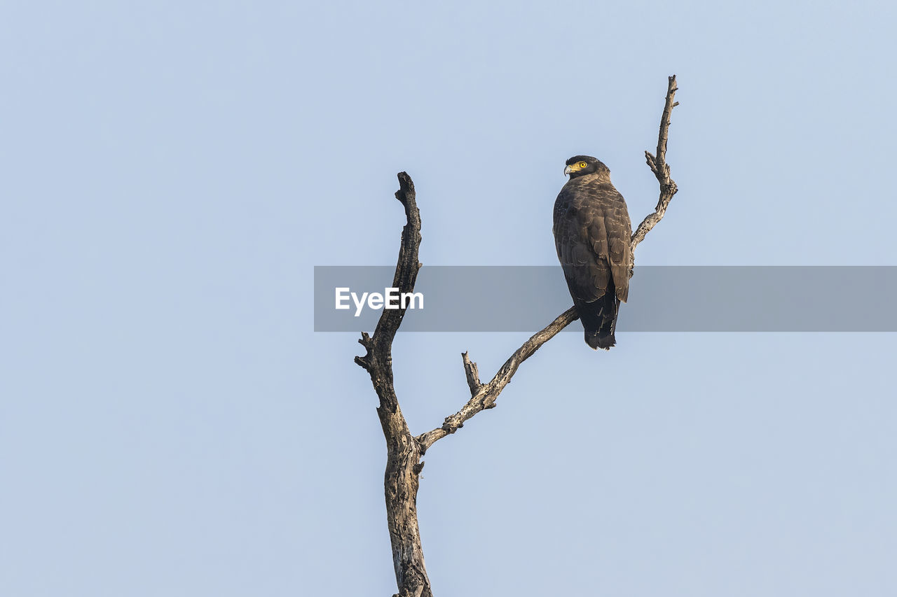 Low angle view of eagle perching on tree against clear sky