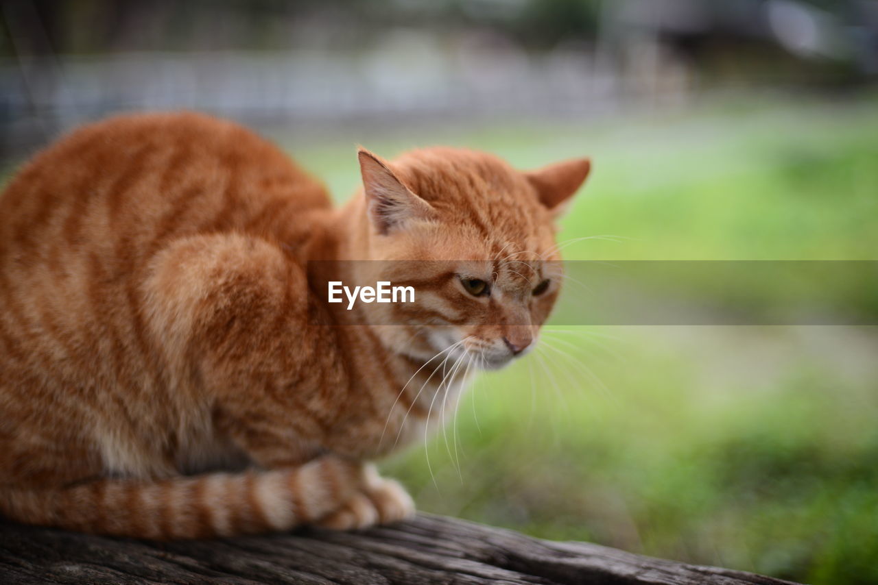 Close-up of ginger cat relaxing on wooden fence