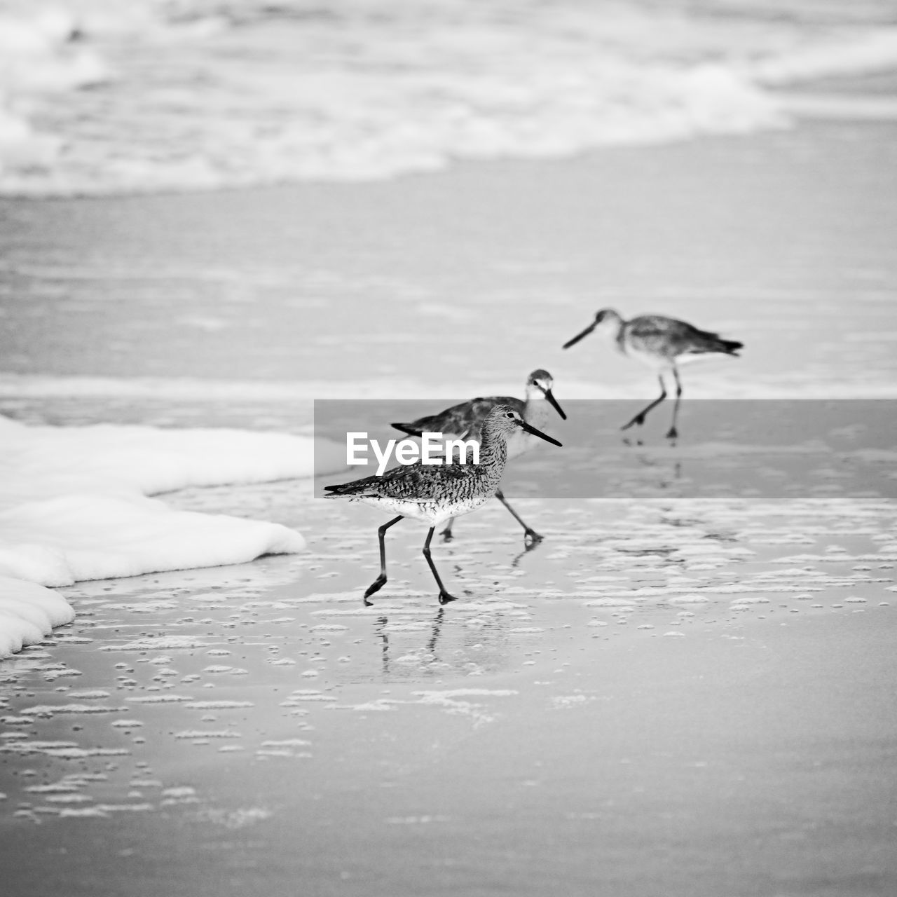 Birds on the beach