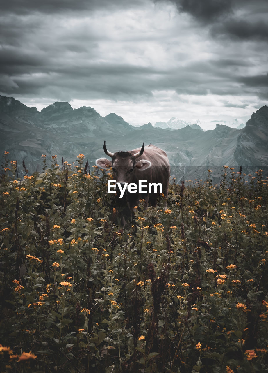 animal, animal themes, mammal, nature, cloud, landscape, sky, environment, domestic animals, morning, animal wildlife, mountain, one animal, flower, wilderness, land, plant, livestock, no people, beauty in nature, wildlife, agriculture, mountain range, field, outdoors, scenics - nature, cattle, bull, rural scene, pet, autumn, horned, grass