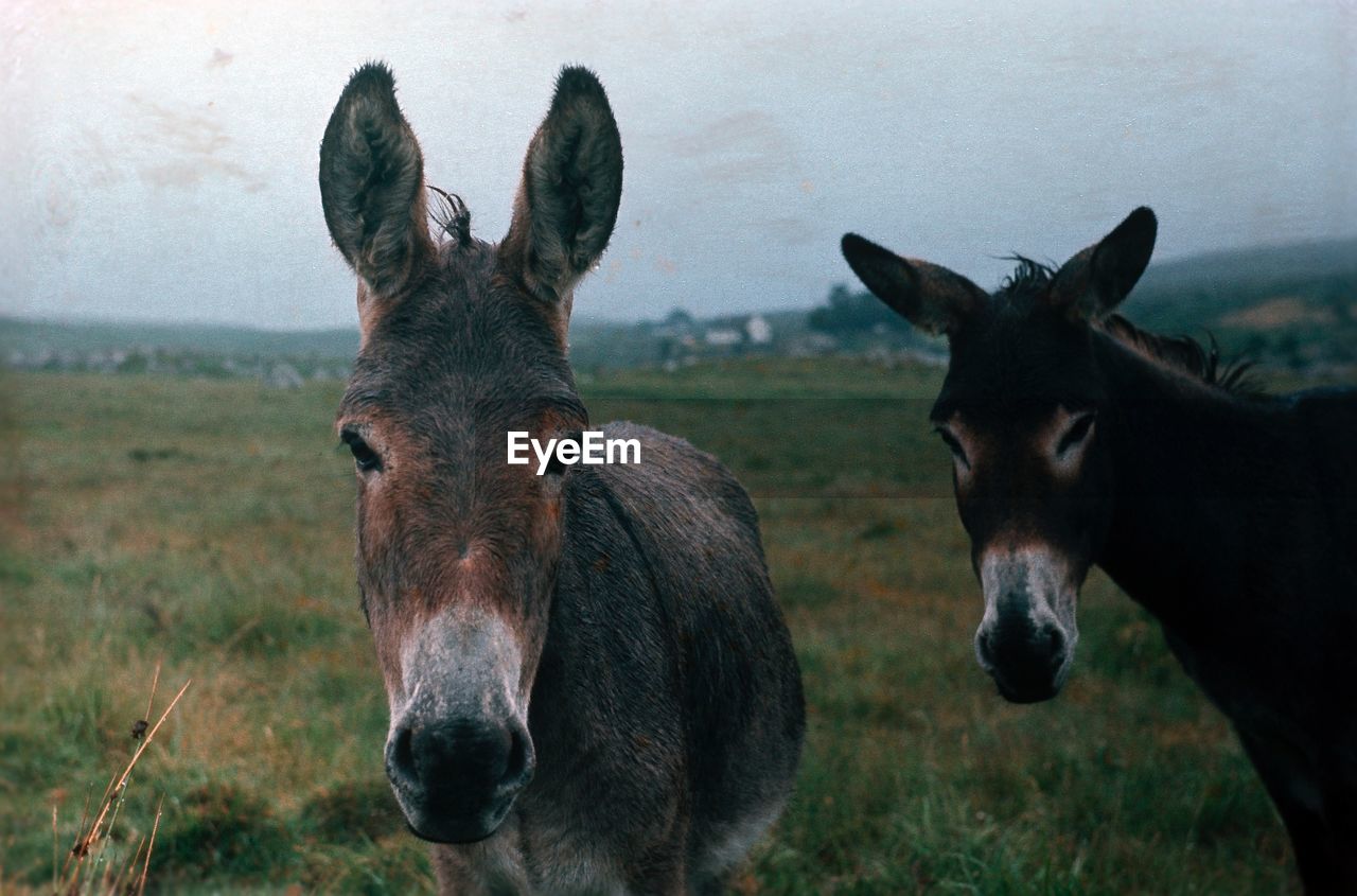 Portrait of donkey standing on field against sky
