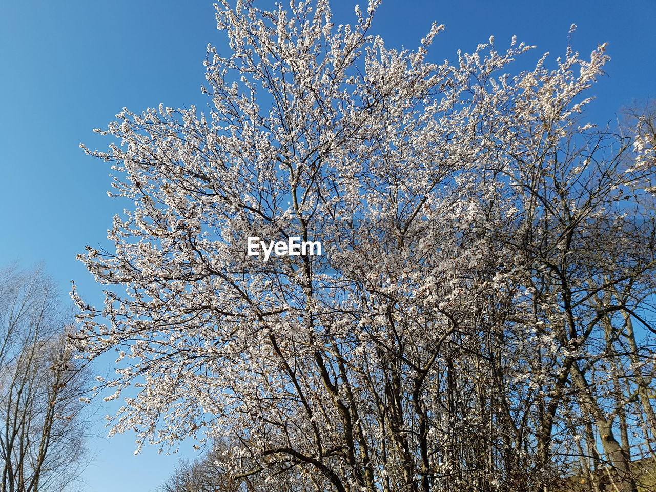 Low angle view of flowers against blue sky