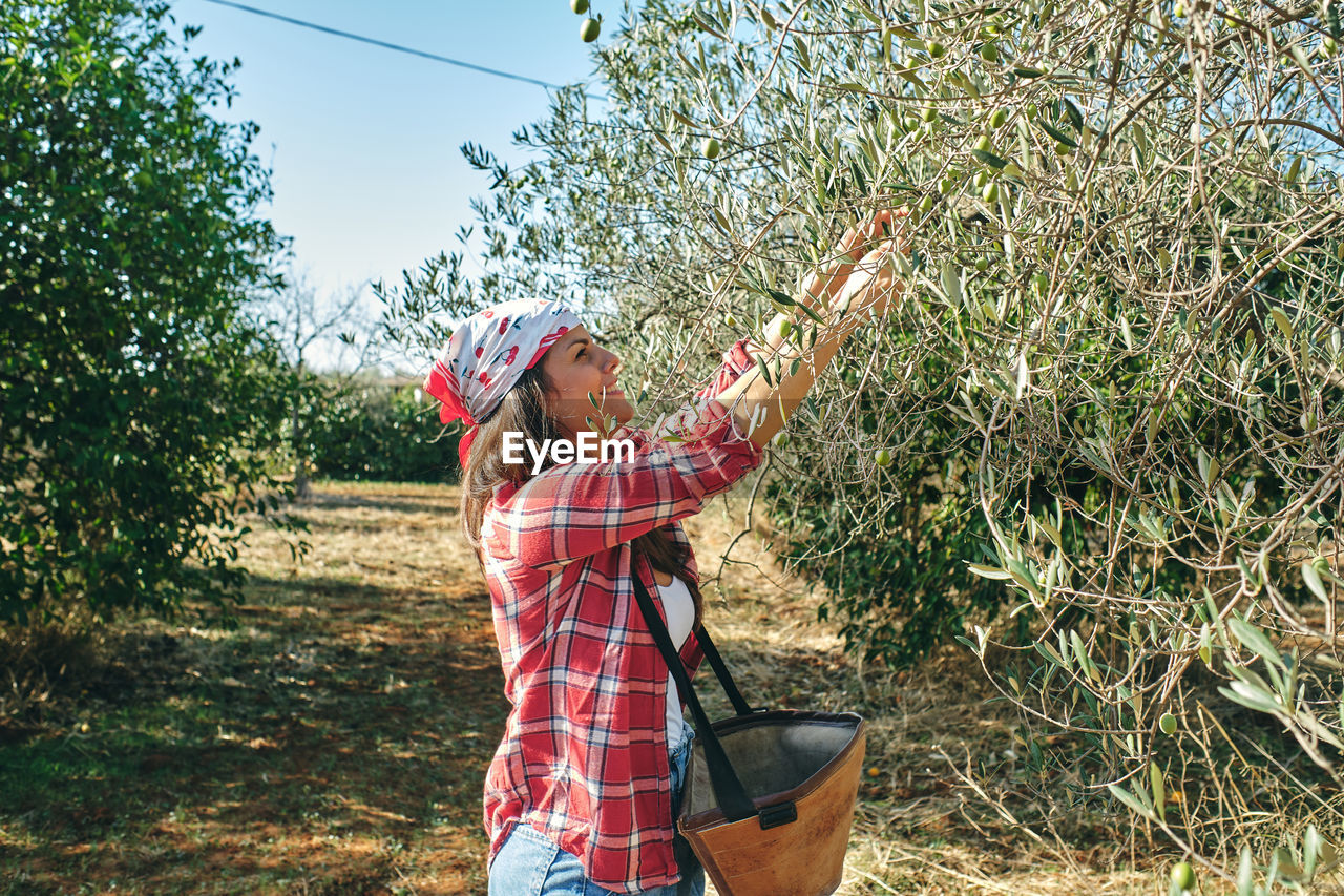 Farmer works picking olives from the olive tree