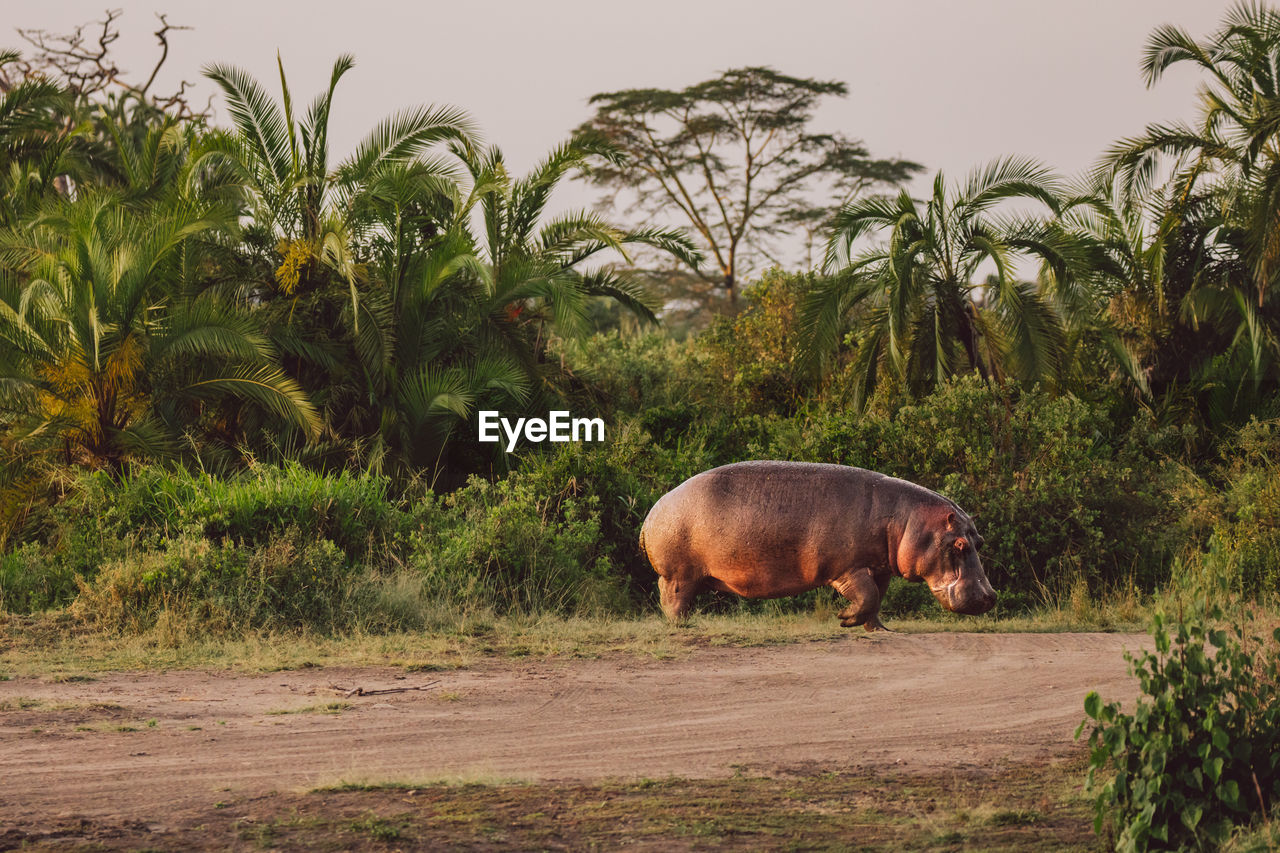 Hippos by the lake