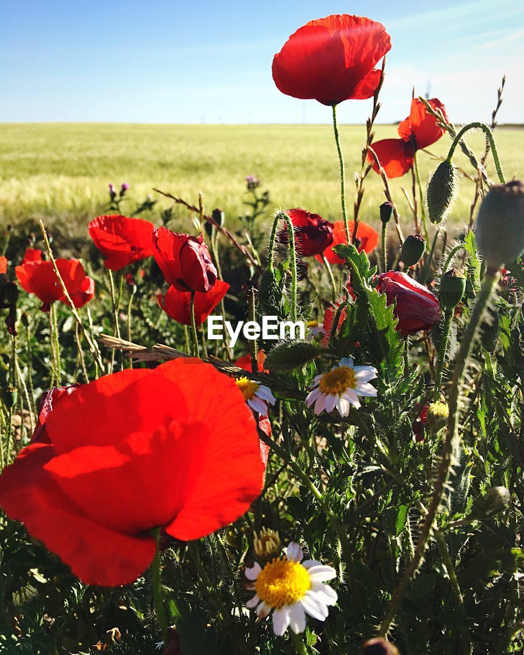 Close-up of poppies blooming on field against sky