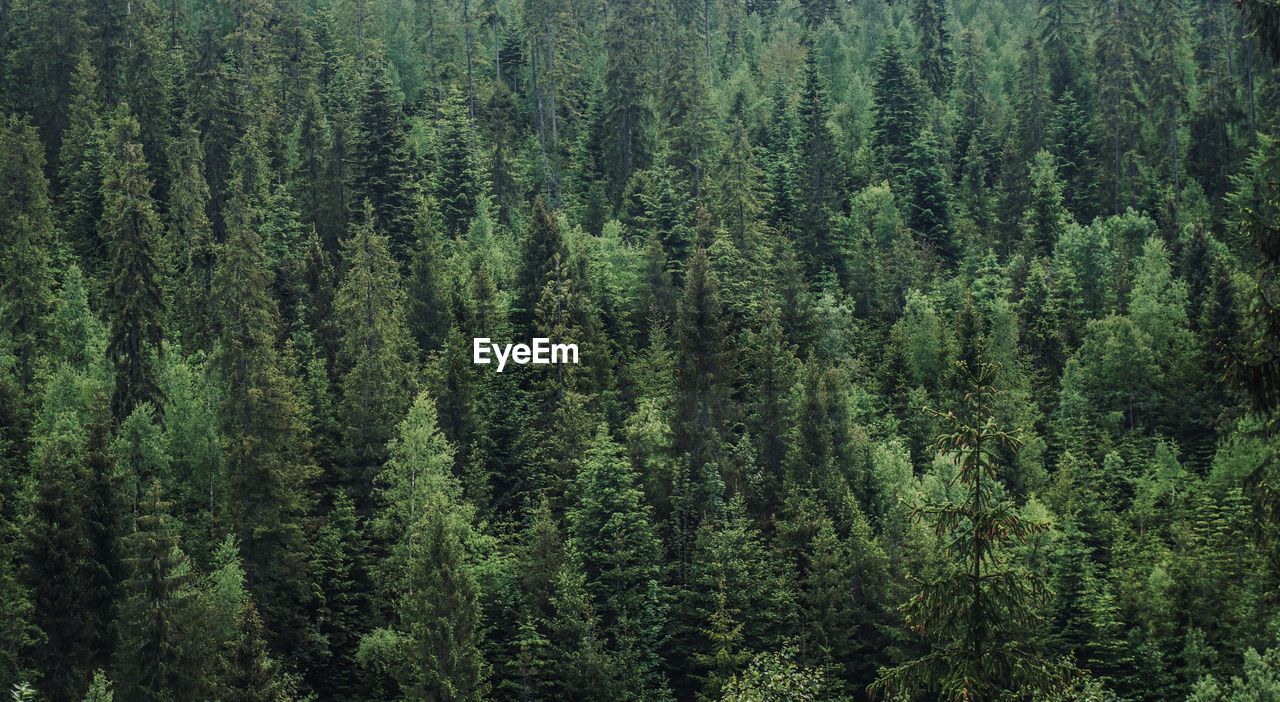 High angle view of pine trees in forest