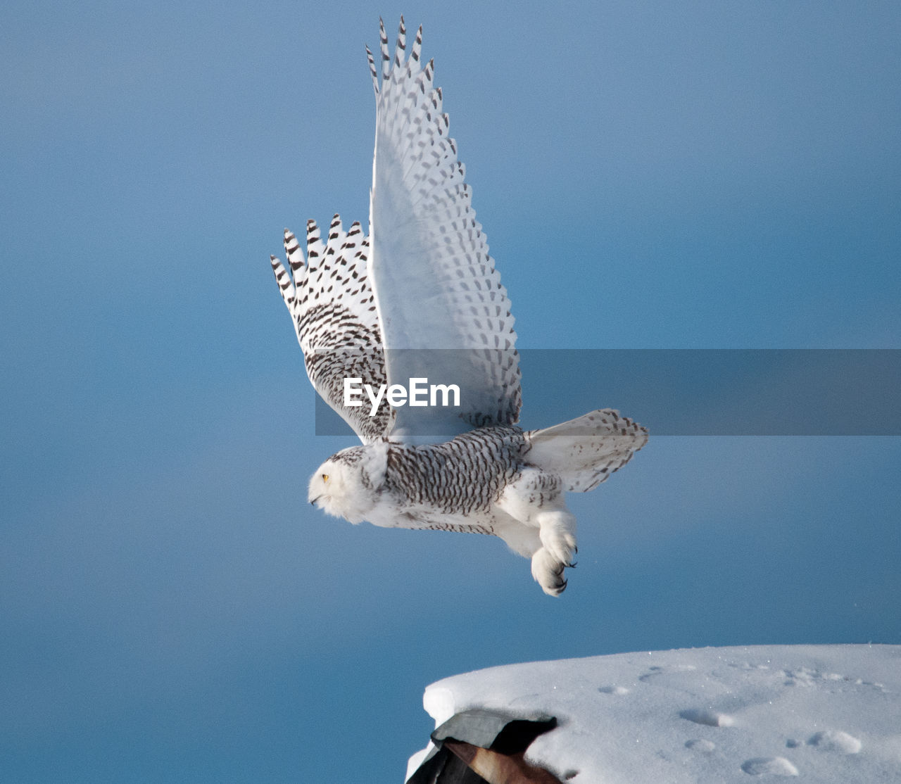 LOW ANGLE VIEW OF HAWK FLYING AGAINST CLEAR BLUE SKY