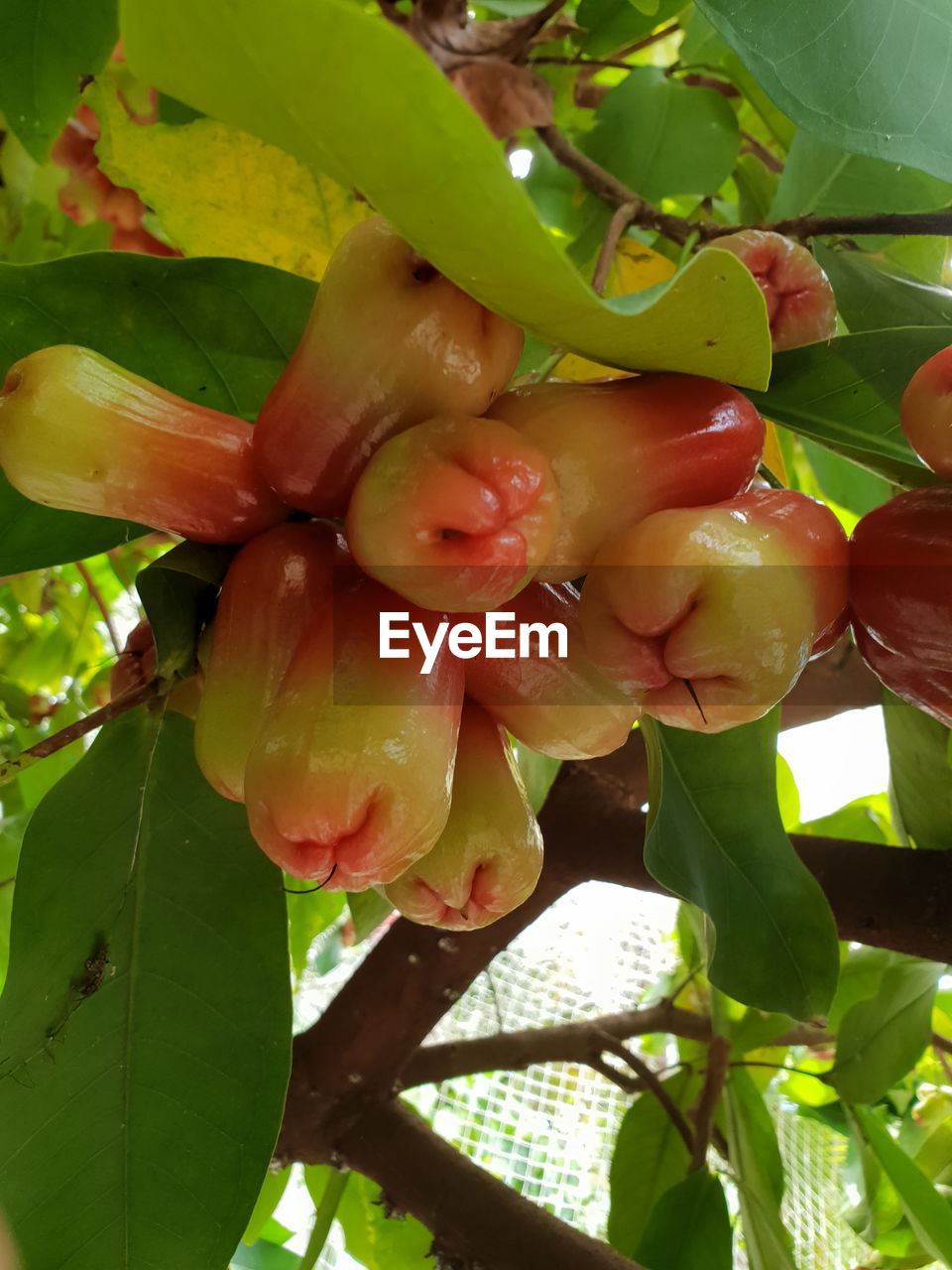 CLOSE-UP OF FRESH FRUITS ON PLANT