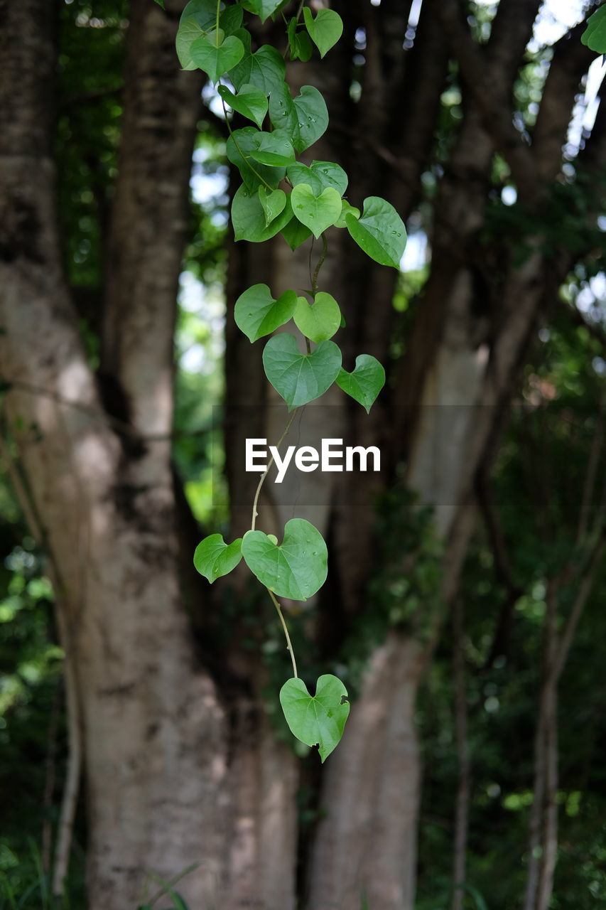 CLOSE-UP OF FRESH GREEN LEAVES ON TREE TRUNK