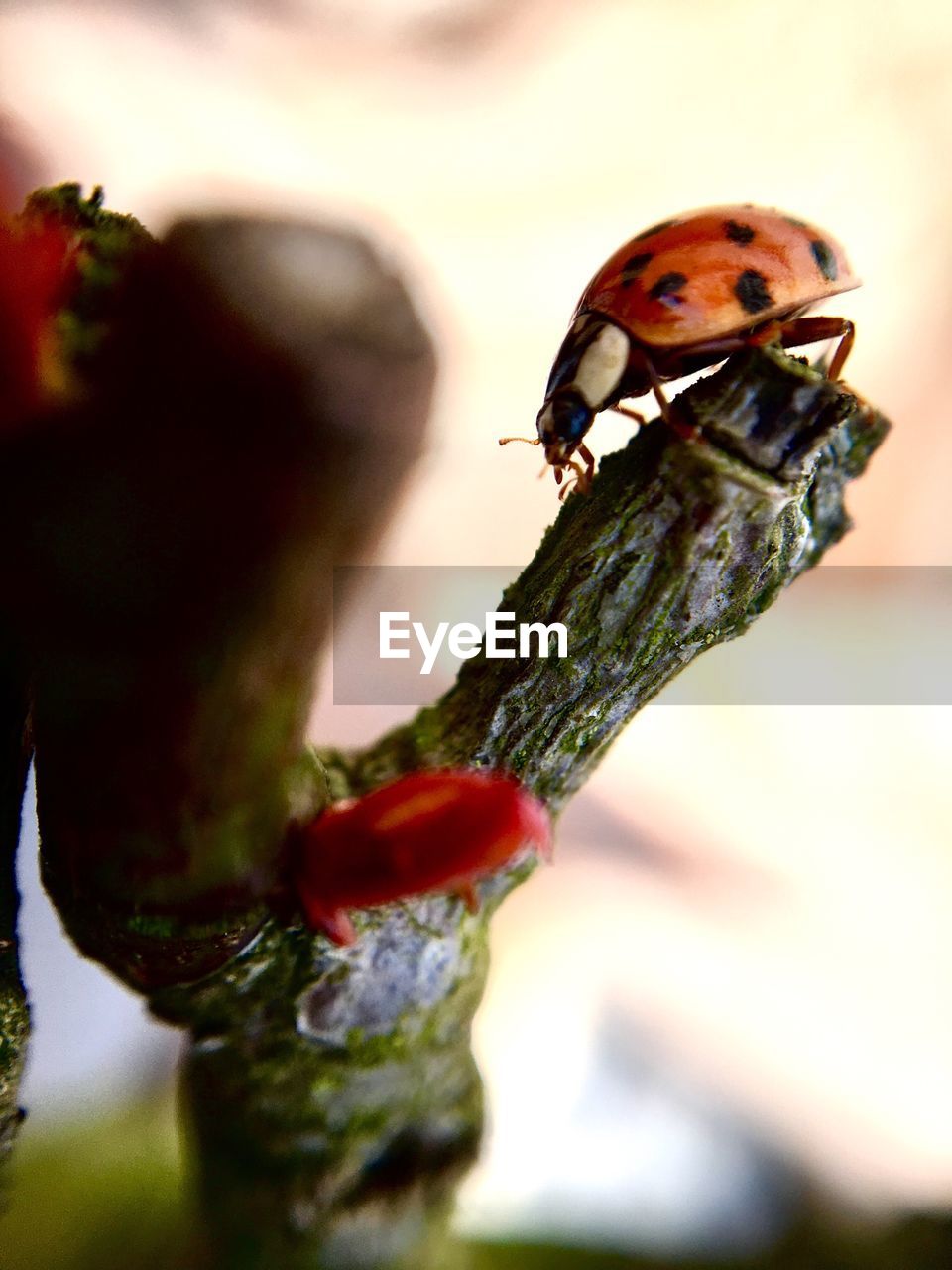 CLOSE-UP OF LADYBUG PERCHING ON LEAF