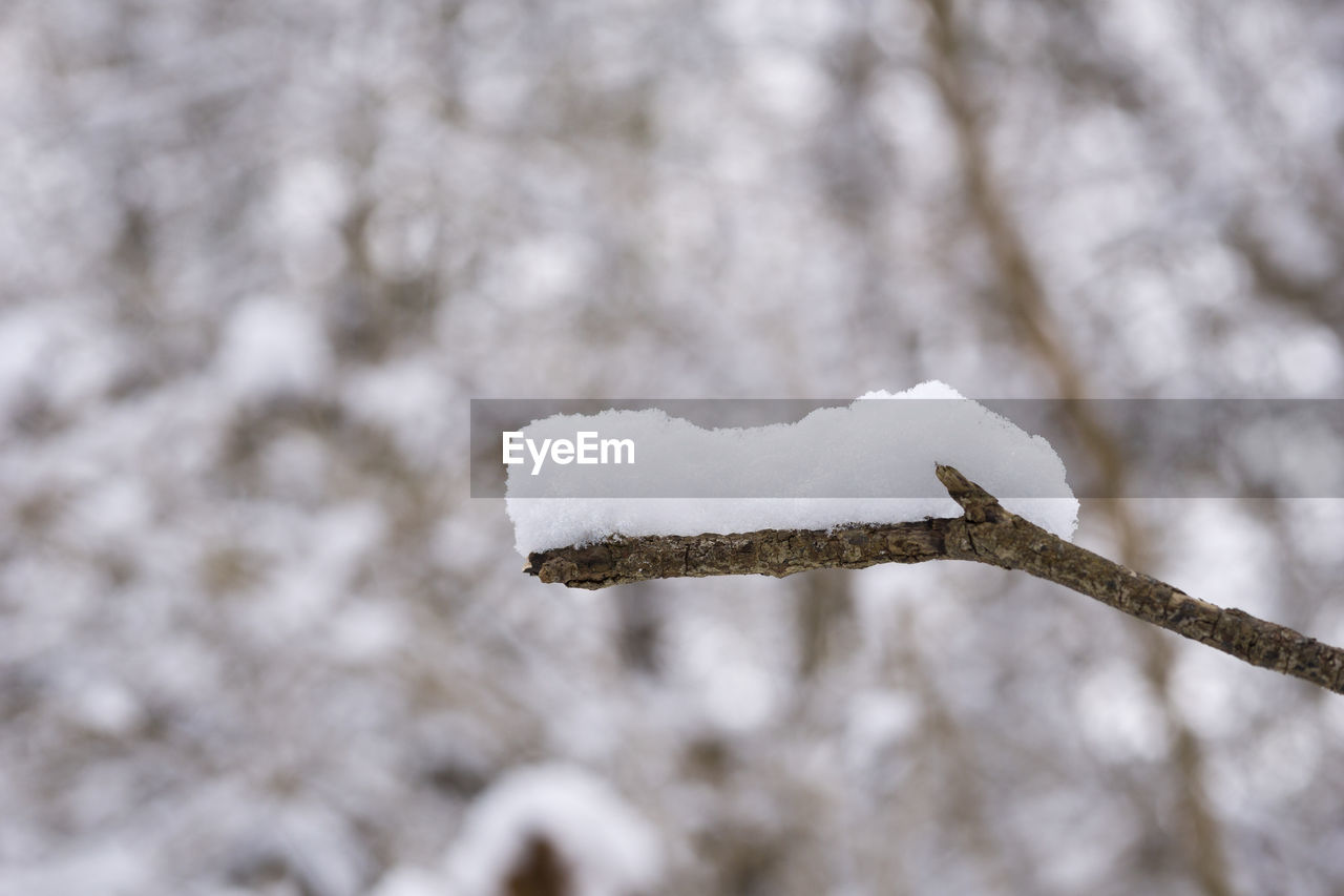 CLOSE-UP OF SNOW ON TREE AGAINST WINTER