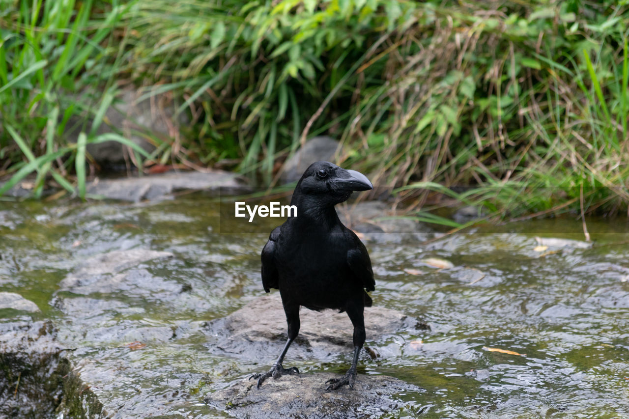 BLACK PERCHING ON A LAKE