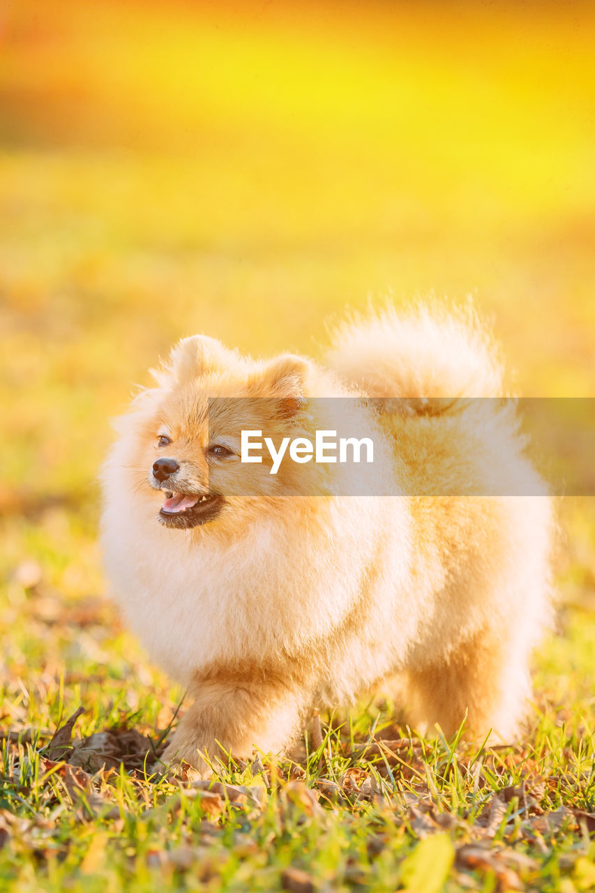 portrait of dogs on field