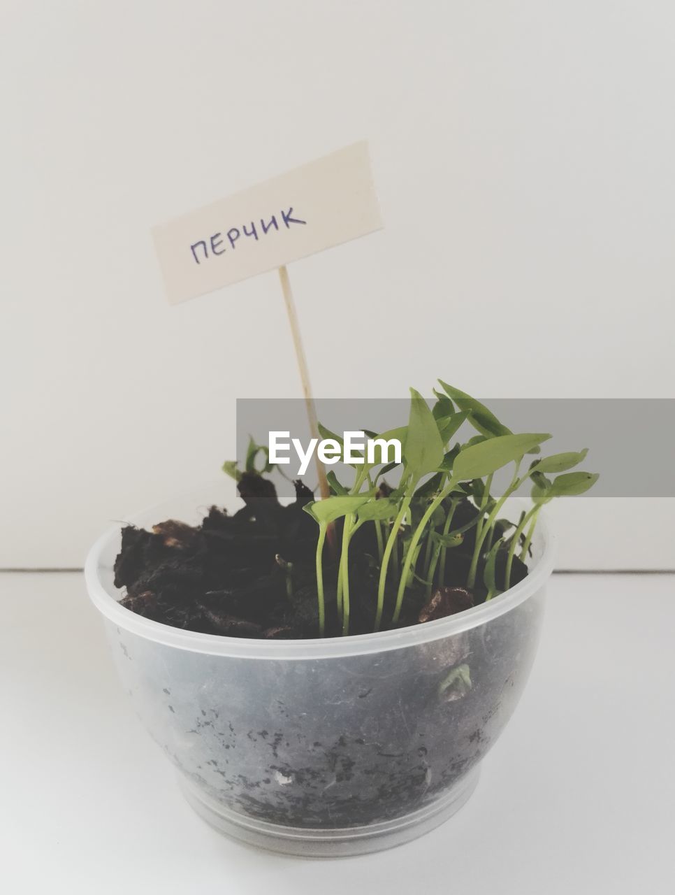 HIGH ANGLE VIEW OF POTTED PLANT ON WHITE BACKGROUND