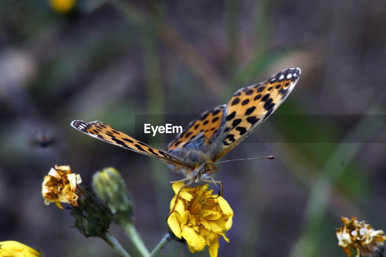 CLOSE-UP OF BUTTERFLY PERCHING ON PLANT