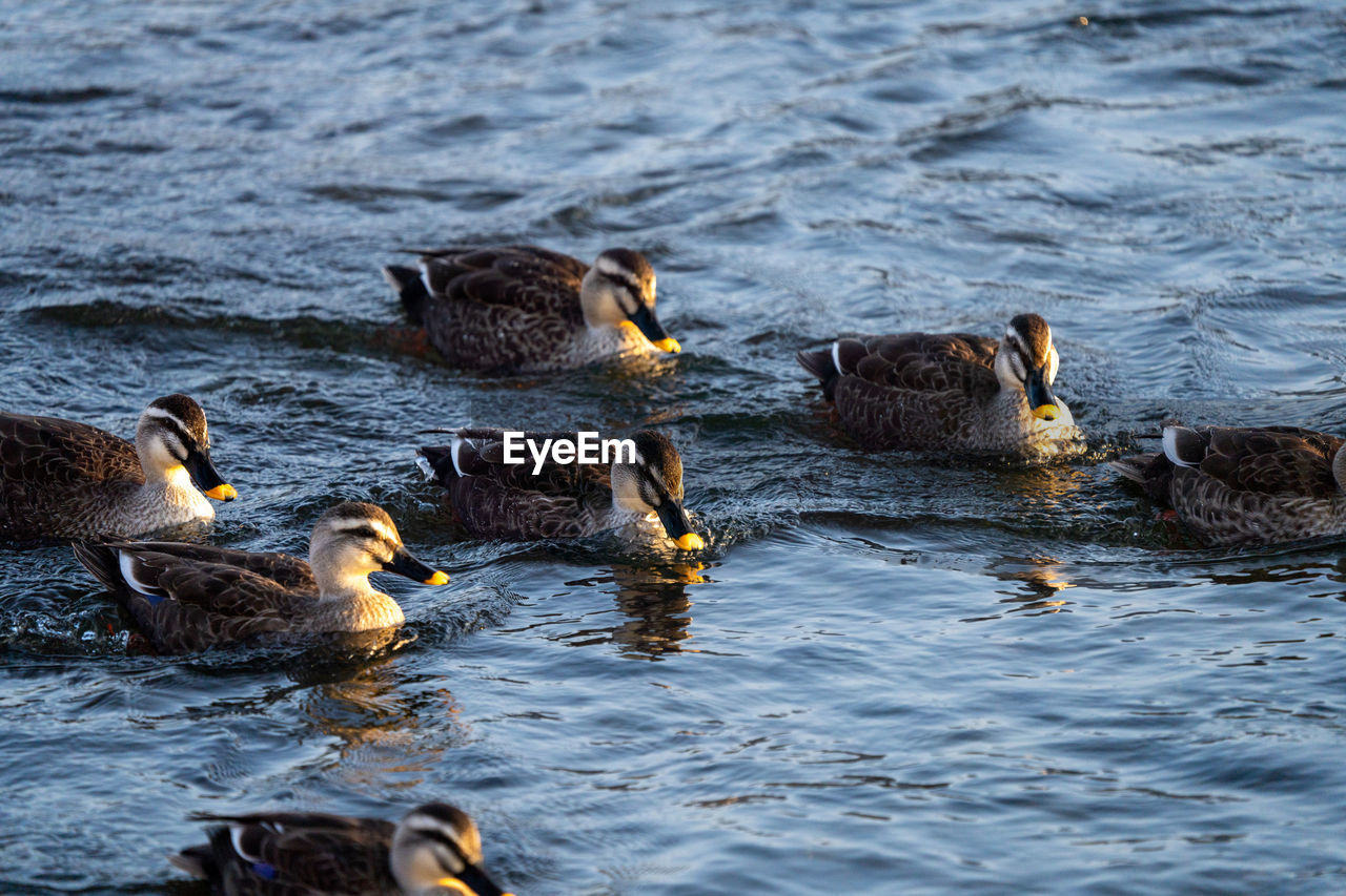 Flock of ducks