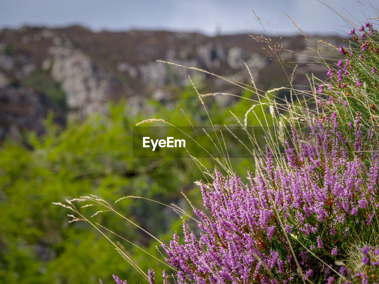 Close-up of purple english heather in the wild