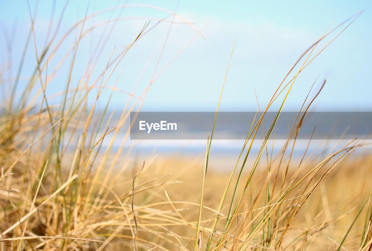 Close-up of grass on beach against sky