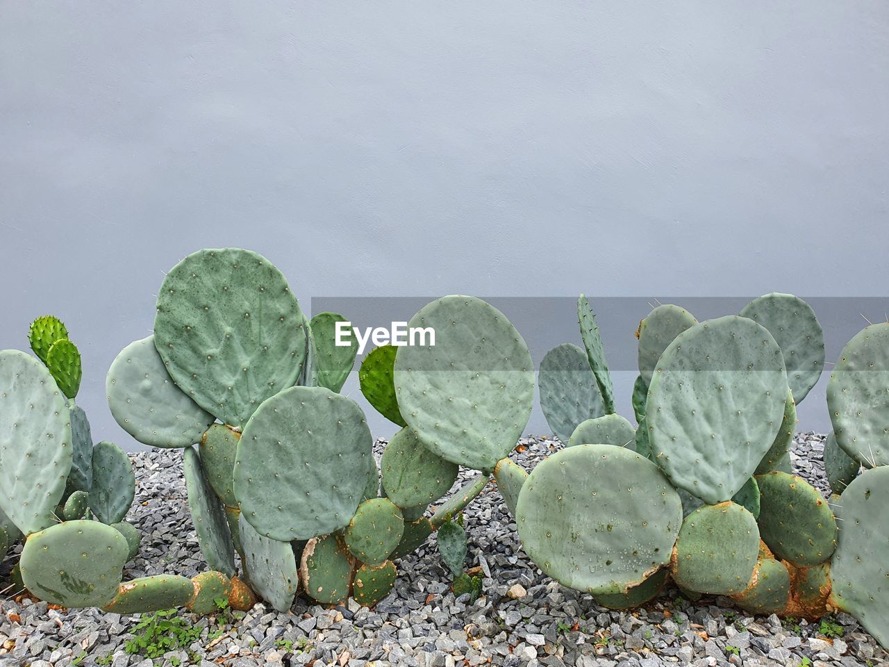 Cactus with gray background. plant concept.