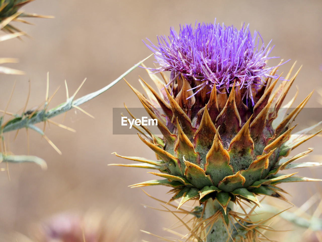 Close-up of thistle blooming outdoors