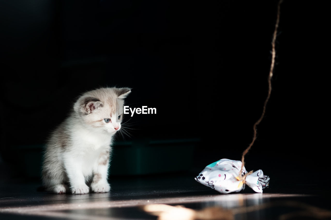 White little luminous kitten sadly looks longingly at a toy on a thread on a black background