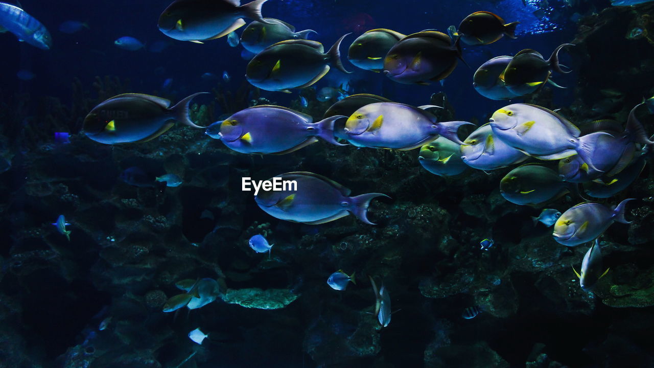 CLOSE-UP OF JELLYFISH SWIMMING UNDERWATER