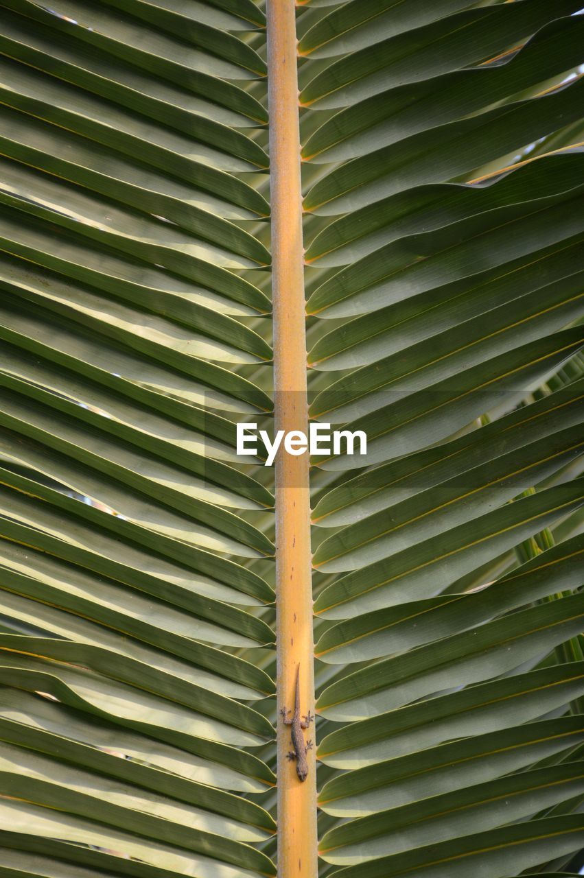 Full frame shot of palm leaves