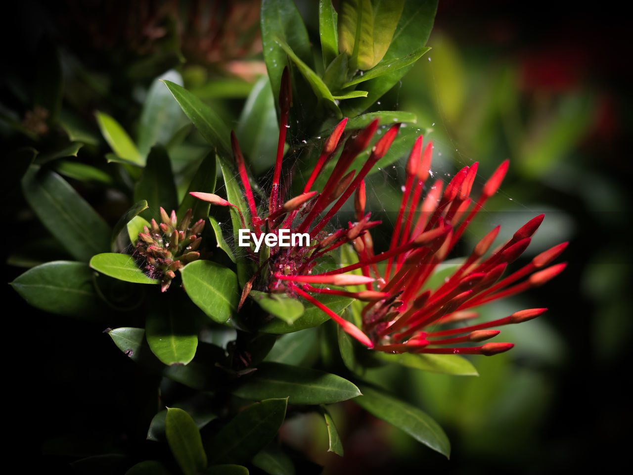 Close-up of ixora flowers growing in park